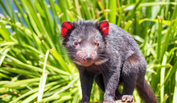 Tasmanian Devil Photo by Kunal Kalra on Unsplash