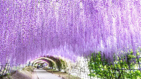 Fukuoka (Hakata), Japan