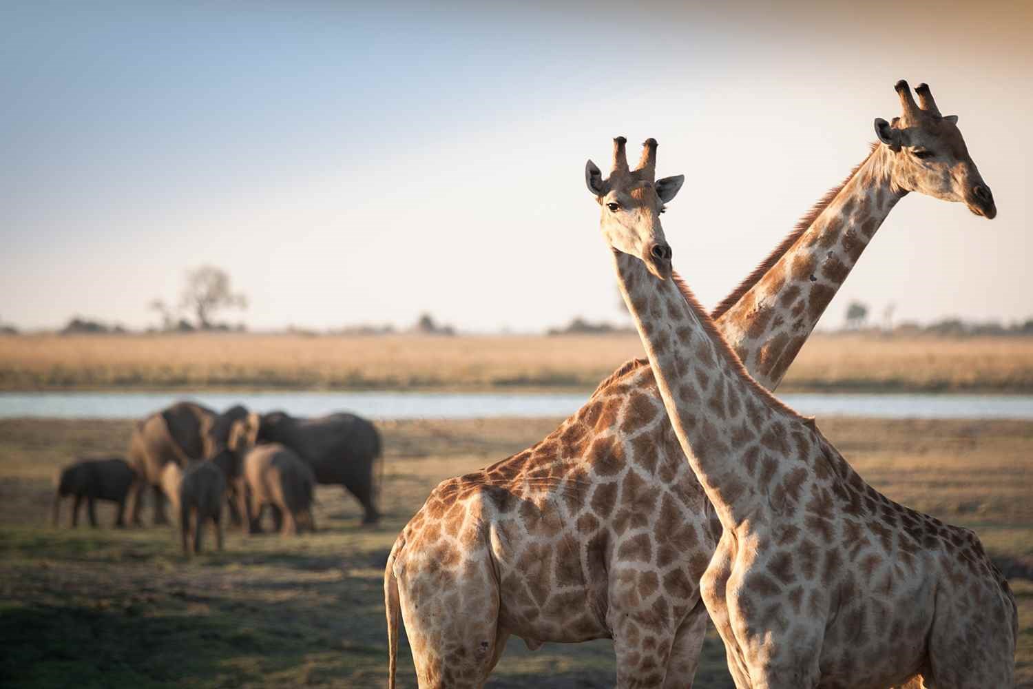 Experience the incredible wildlife outside your balcony