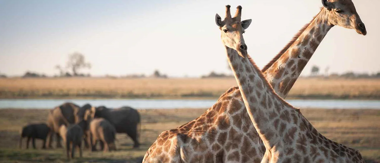 Experience the incredible wildlife outside your balcony