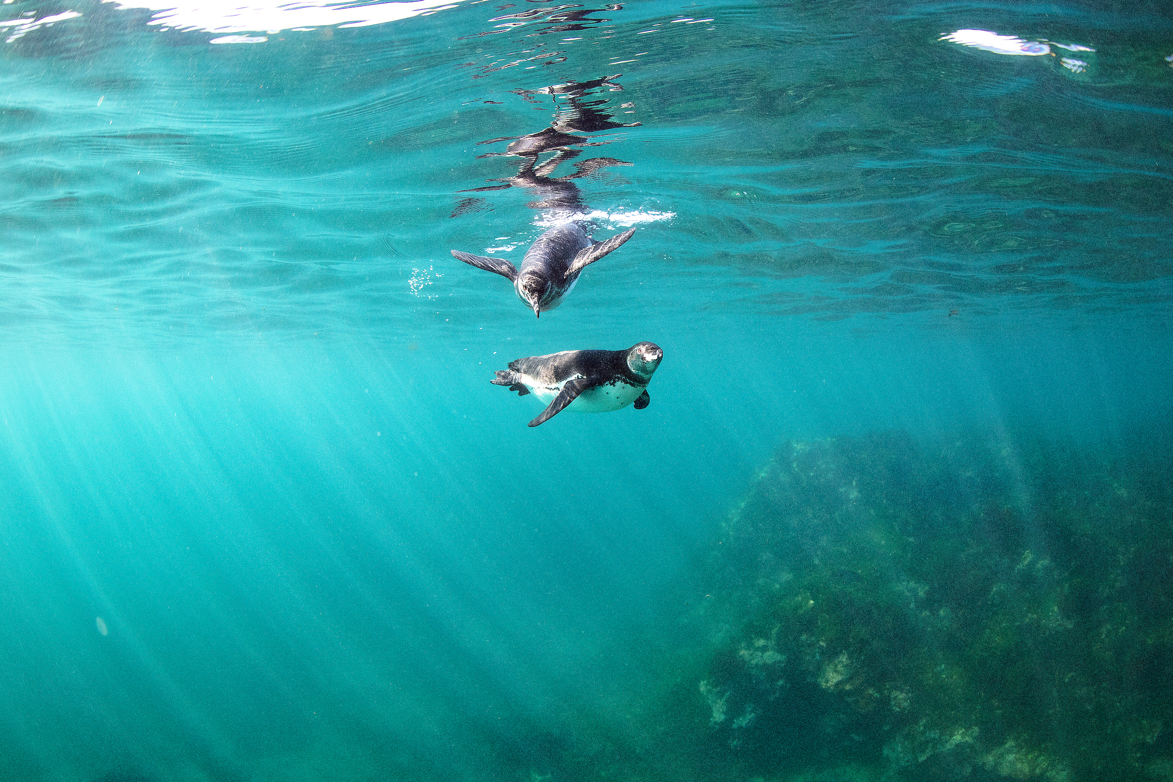 Snorkeling with penguins is an adventure!