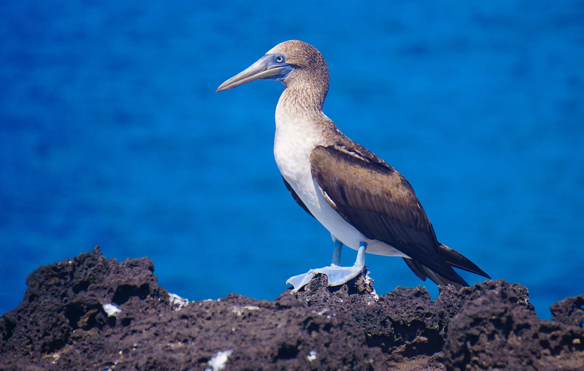 San Cristobal, Galapagos