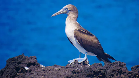 San Cristobal, Galapagos