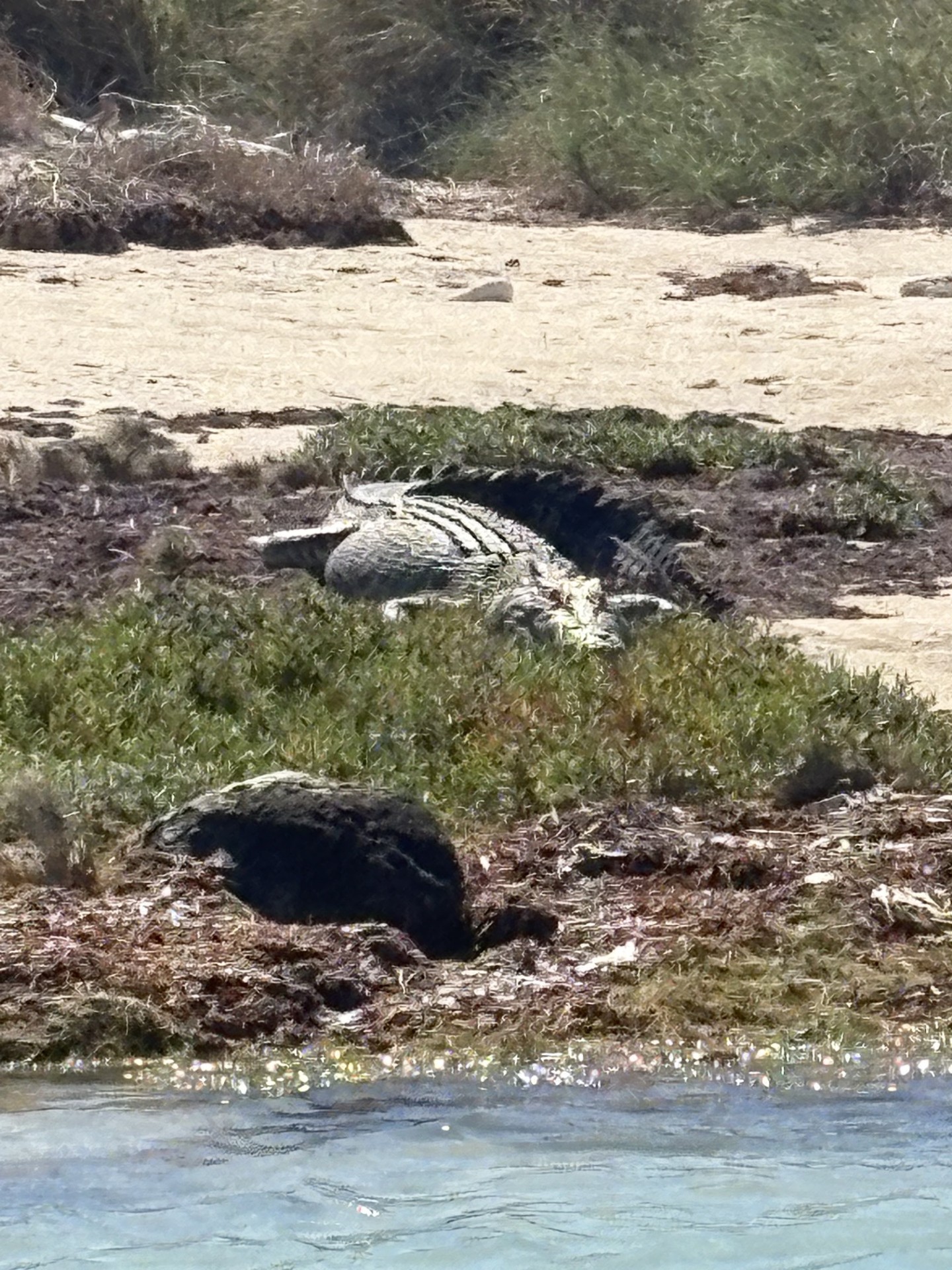 Lacepdes Islands Jeff Leckey June 25