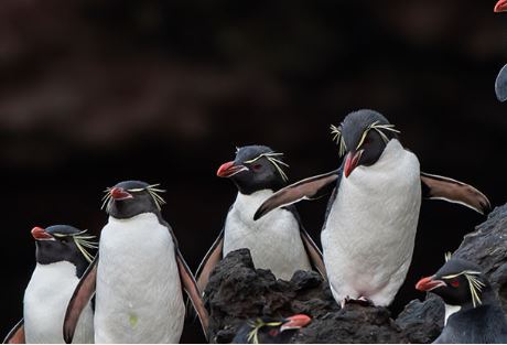 NZ Penguins in Southland NZ