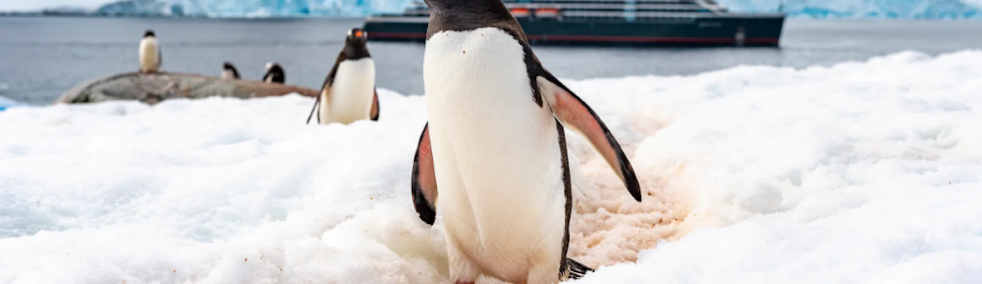 Seabourn Venture at Petermann Island Antarctica