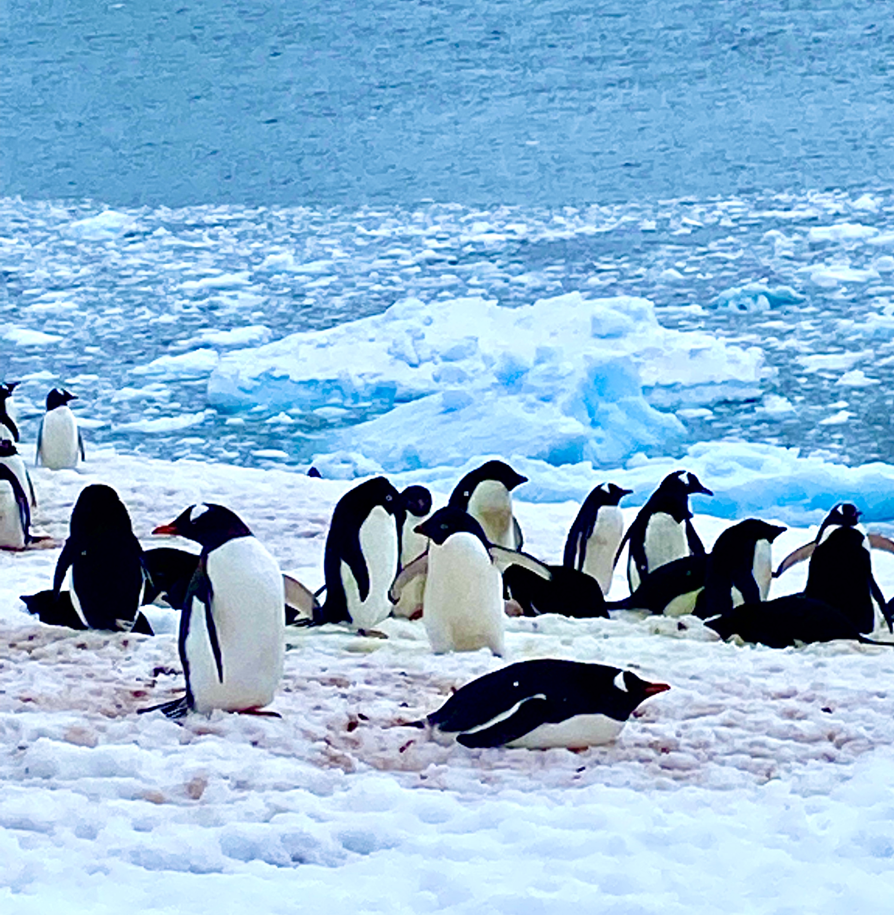 Penguin Colony in Antarctica , image courtesy Jeff Leckey