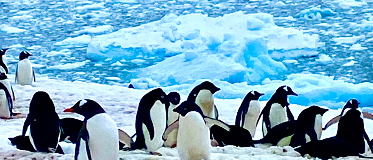 Penguin Colony in Antarctica , image courtesy Jeff Leckey