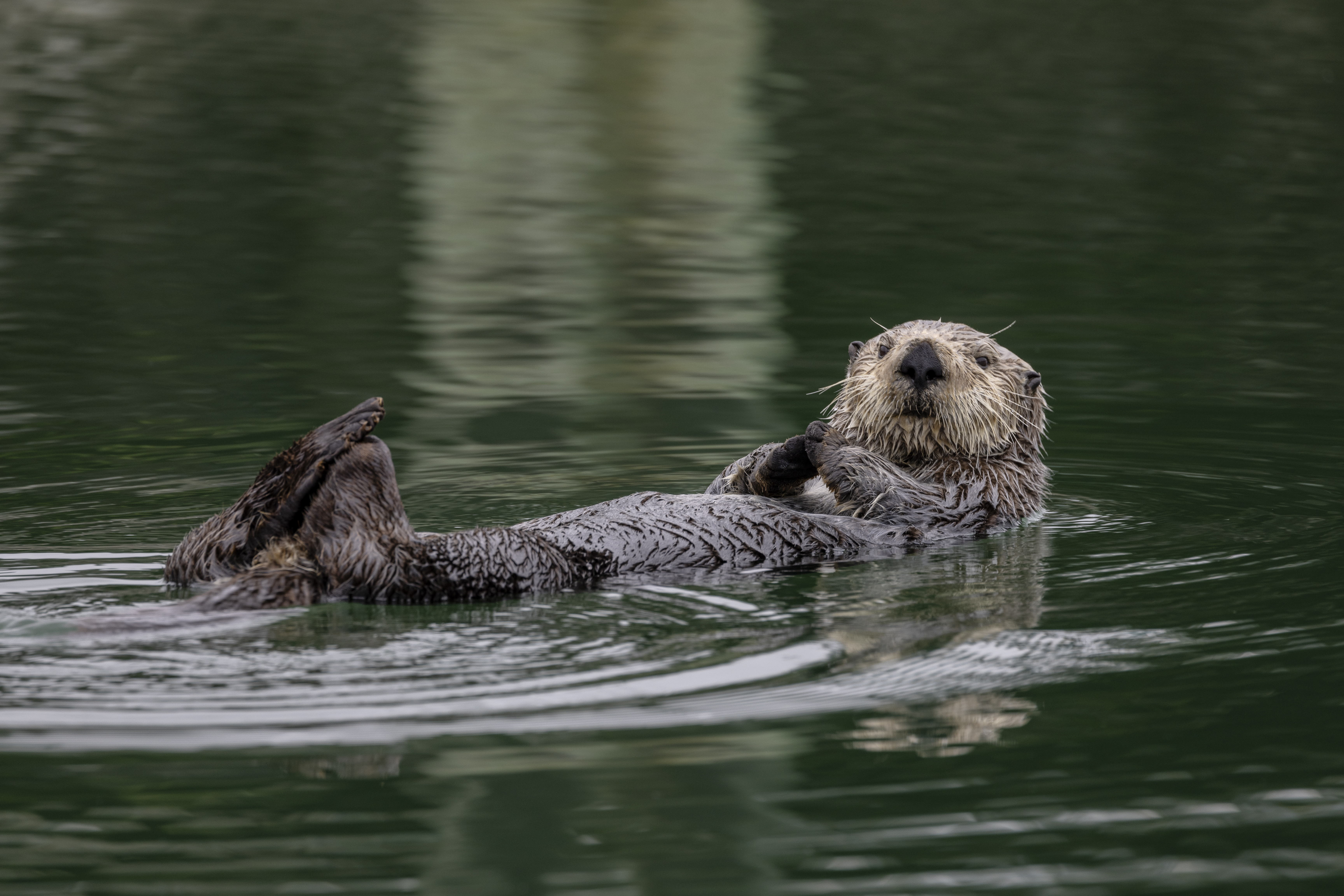 Sea otter