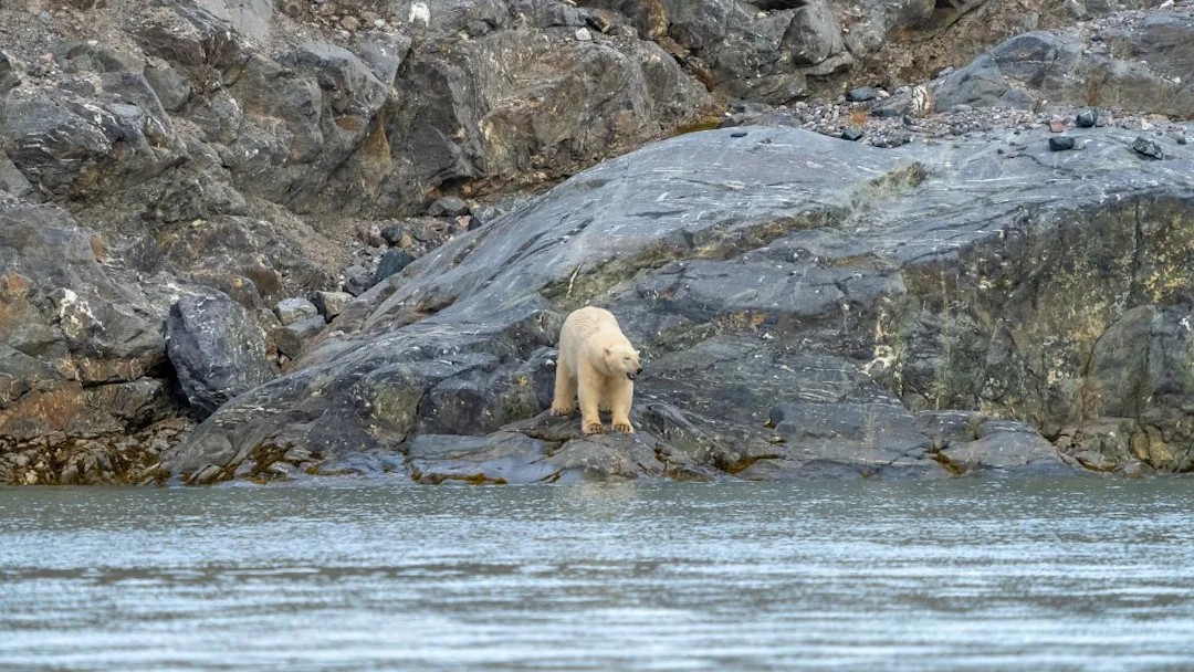 Polar Bear in Svalbard