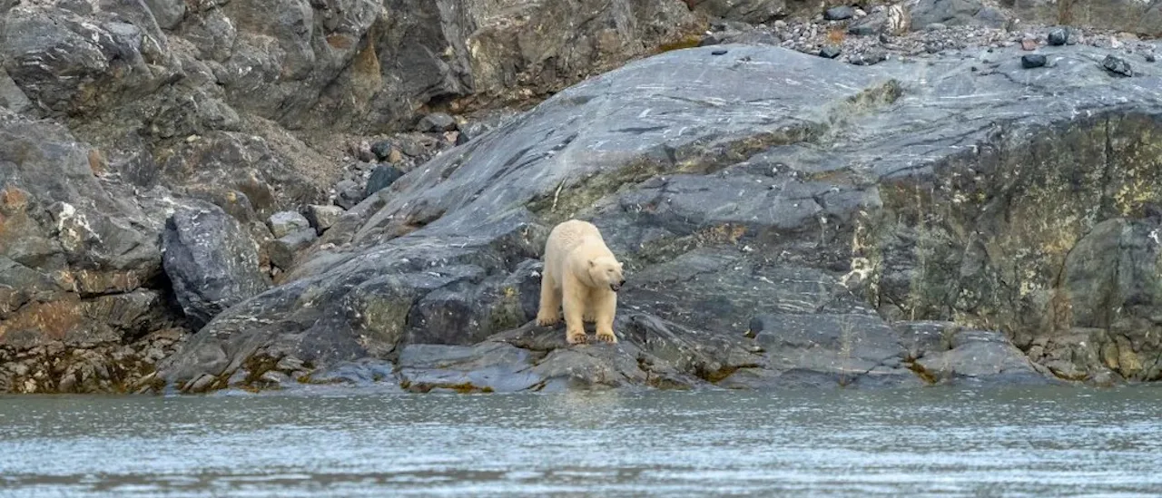 Polar Bear in Svalbard