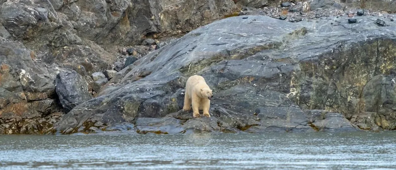 Polar Bear in Svalbard